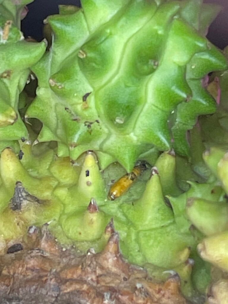 Help, need positive bug ID on E. Susannae