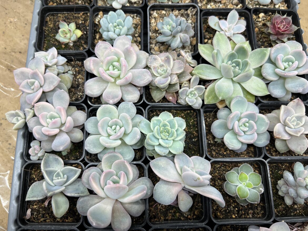 Some of my hybrids are taking shape. Can’t wait to have them outside once spring arrives