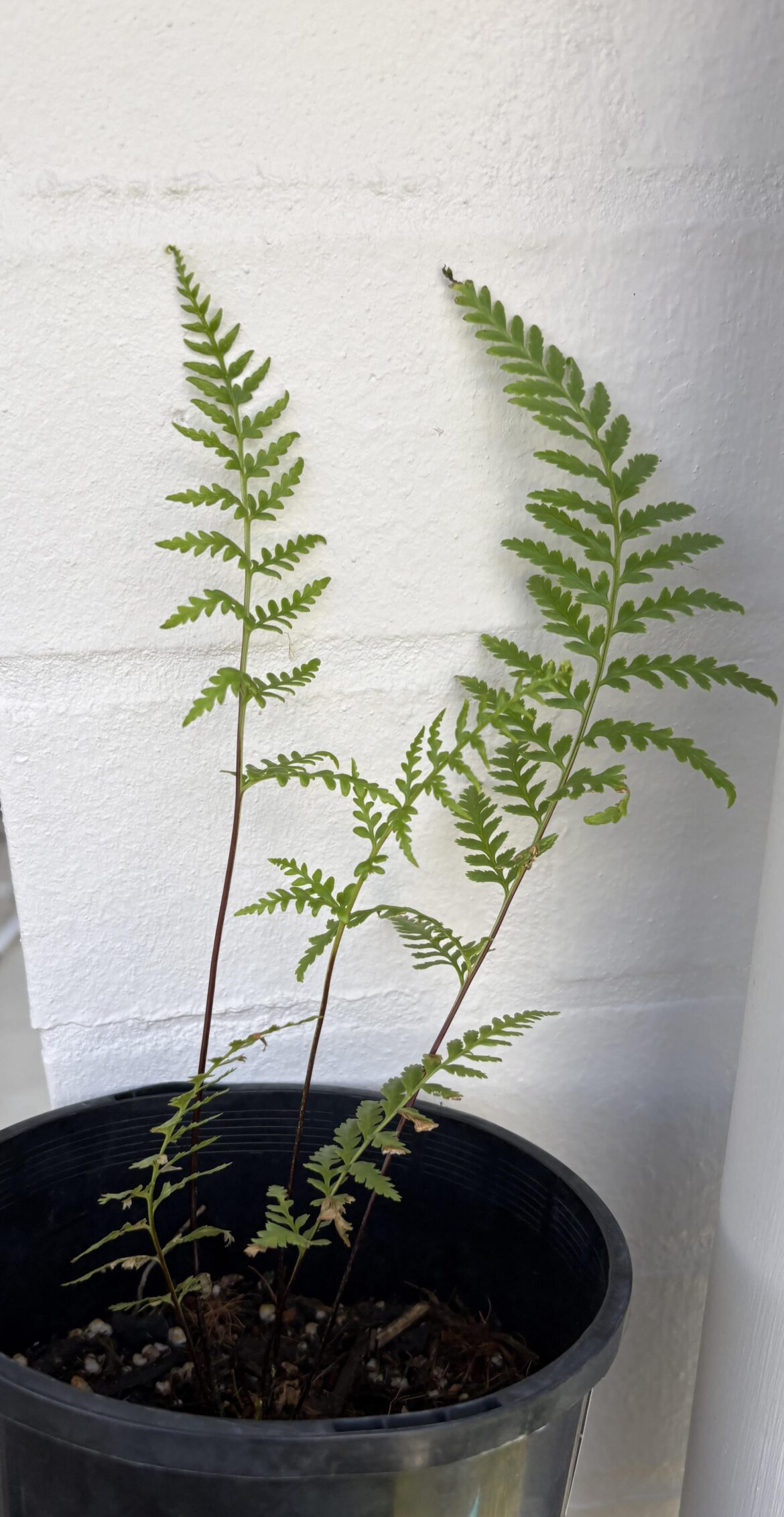What is this fern called?