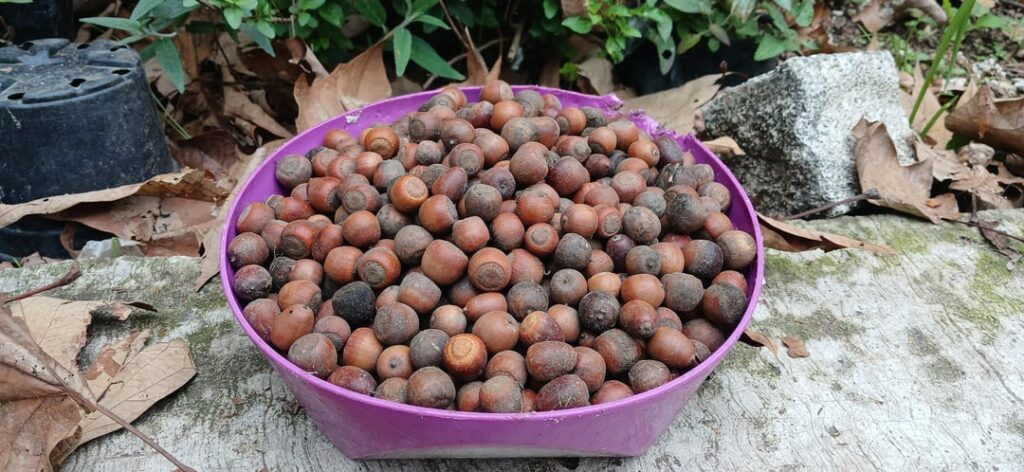 A Quercus xalapensis bountifuk harvest