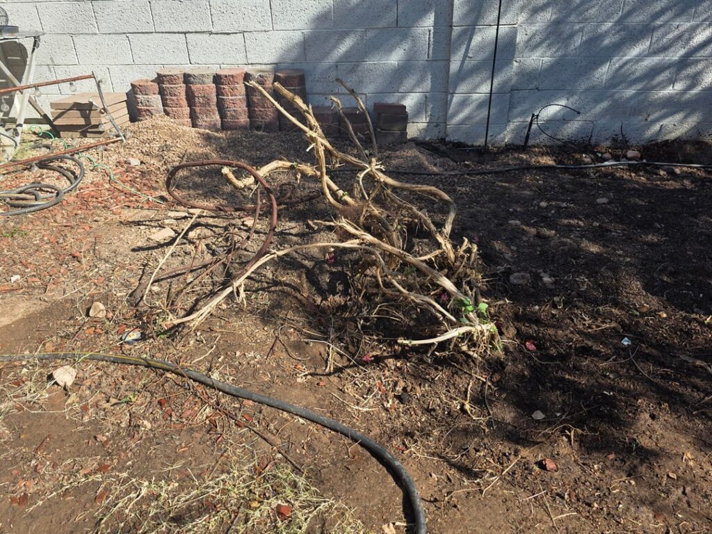 Moving vines out of middle of yard Moving vines out of middle of yard