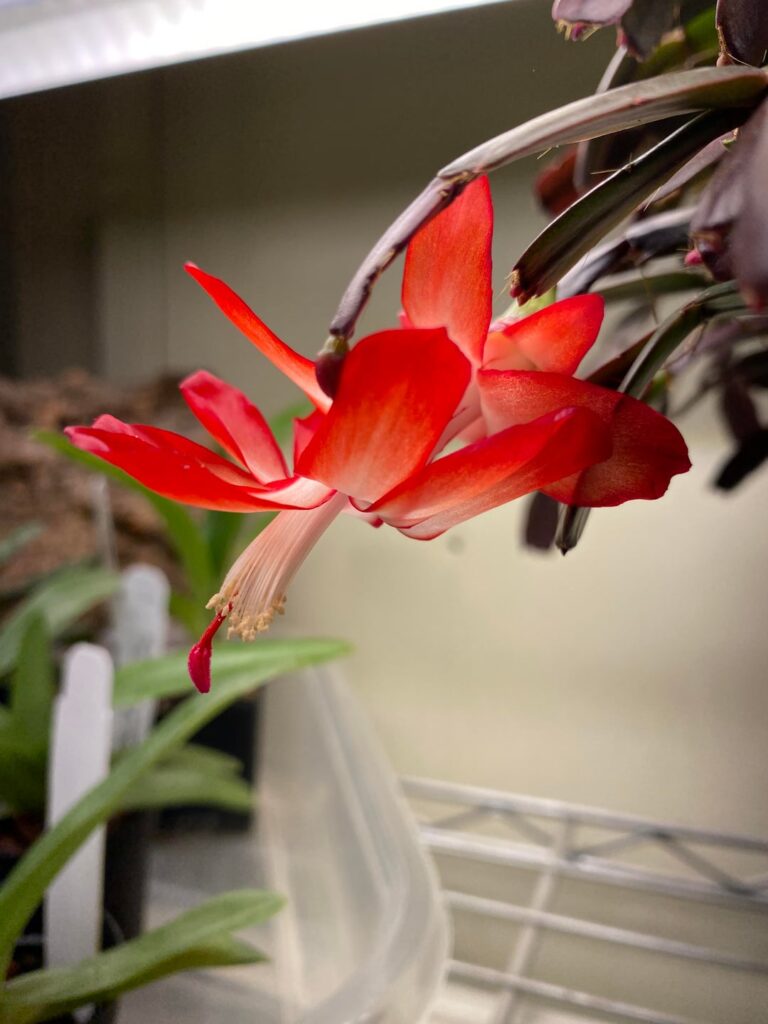 Schlumbergera truncata in bloom