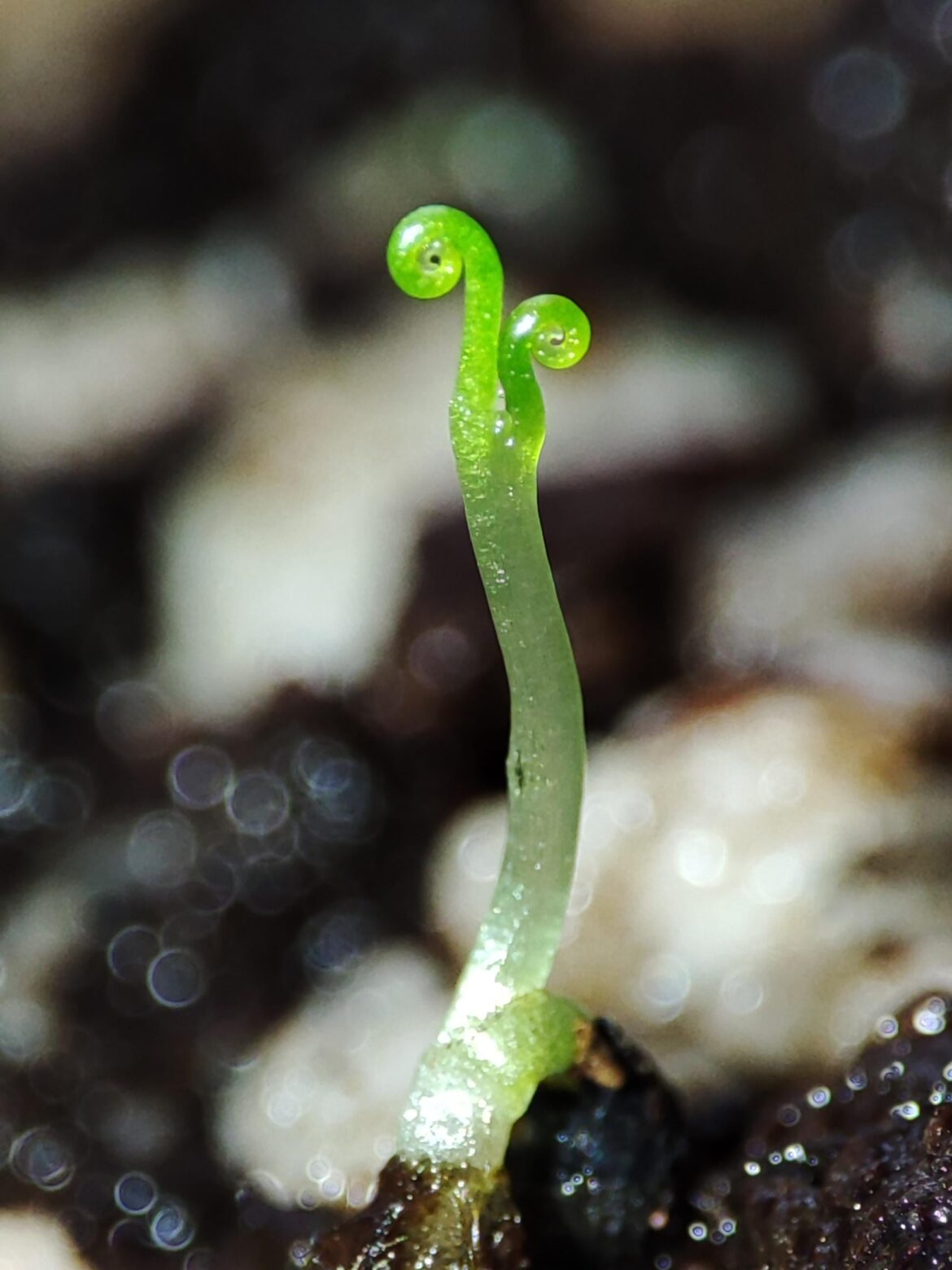 Drosophyllum baby