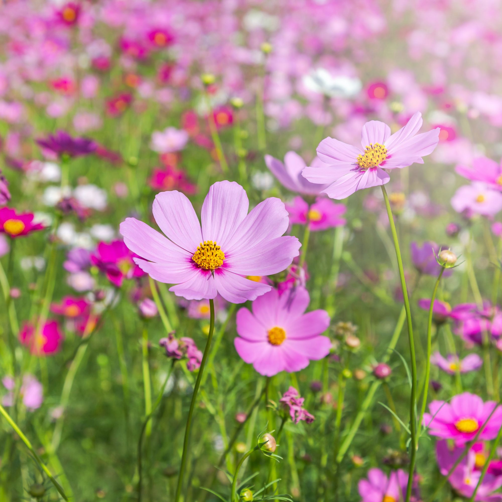 cosmos in garden