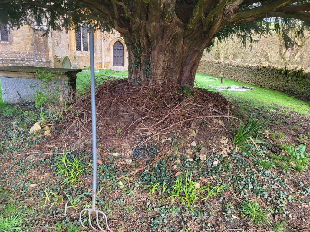 Ancient Yew Tree Rescue