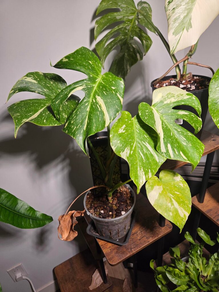 Why are these guys yellowing at the base, stem and all?