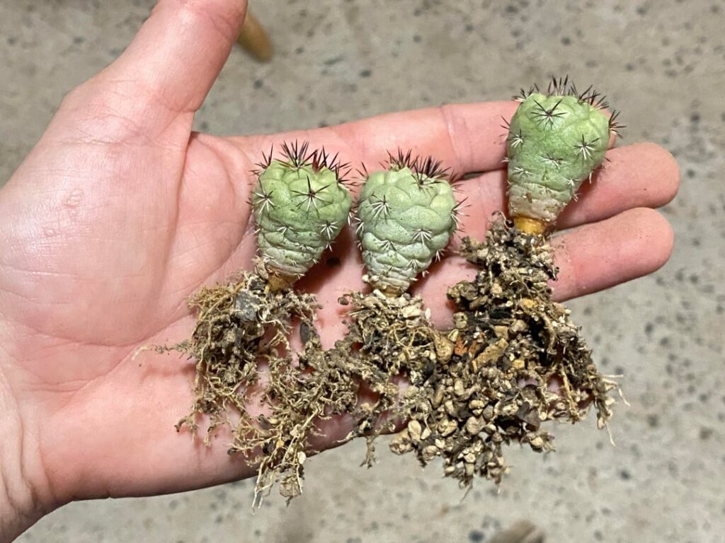 My little seed grown O. macdougallii got their own pots today