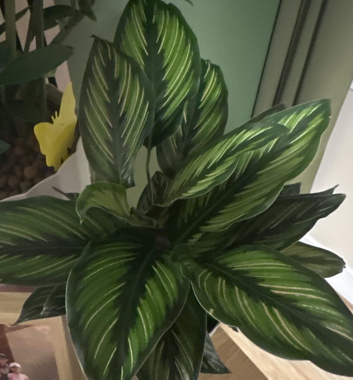 Please help with Plant ID