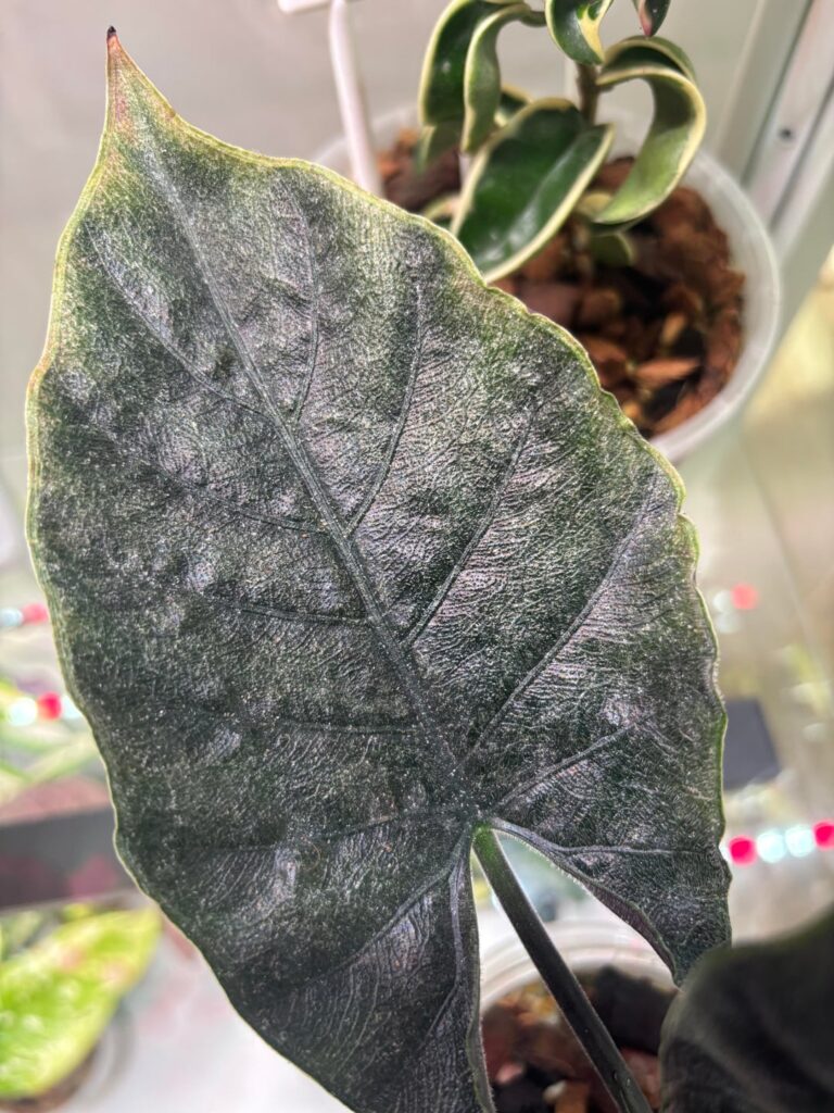 Spider mites?