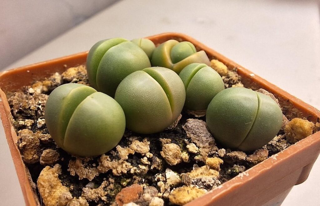 Argyroderma congregatum