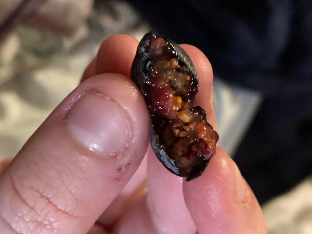 Is this normal for organic blueberries?