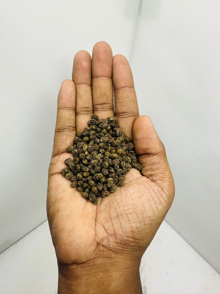 “Didn’t expect papaya seeds to sprout this fast 😁 I dried a few from a ripe fruit and decided to experiment. Now I’m curious how long they usually take to fruit in tropical climates?”🍃💚👀