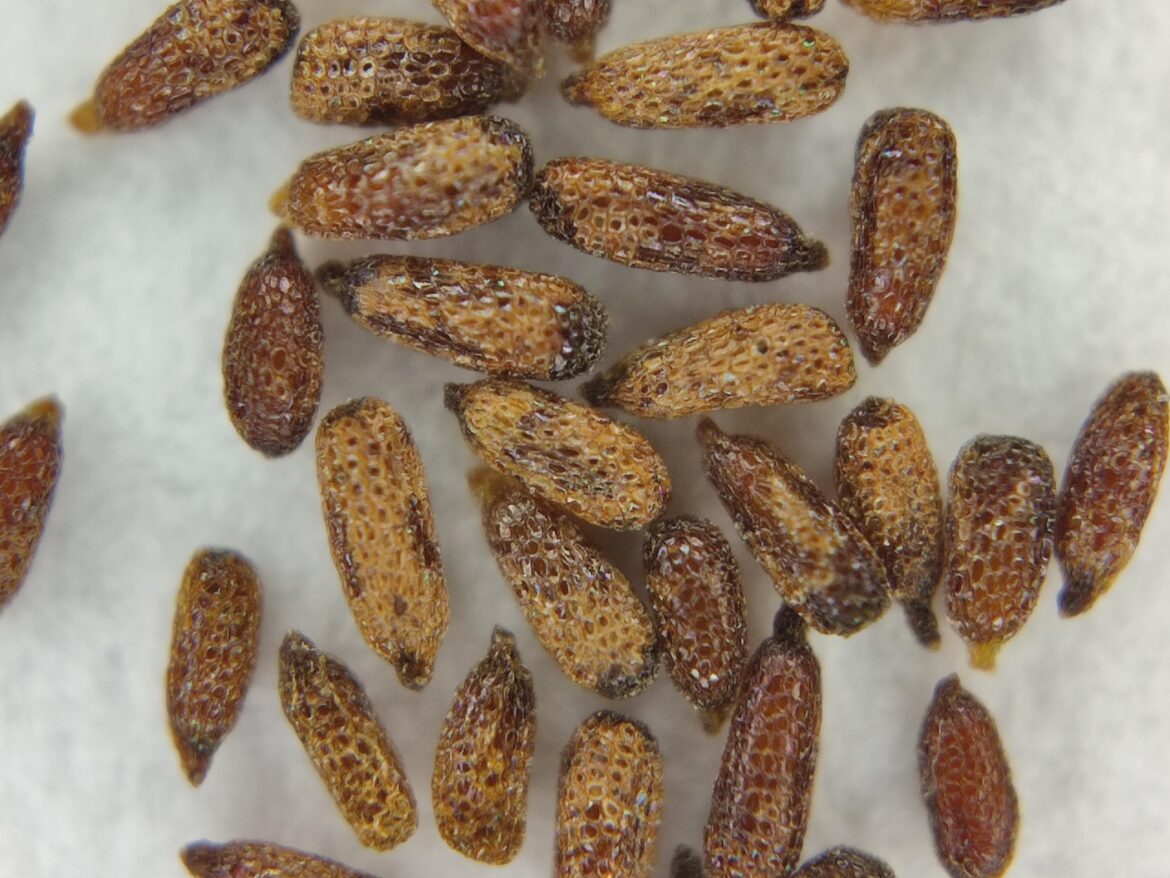 Pinguicula grandiflora seeds