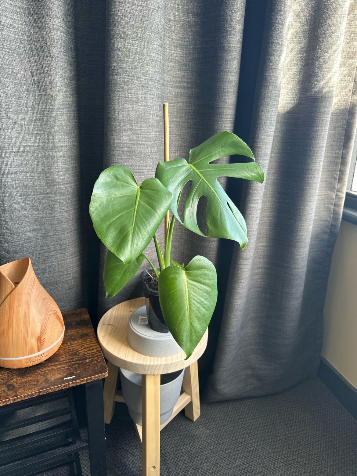 Why my leaves curling like this? Am I exposing it to too much sunlight?