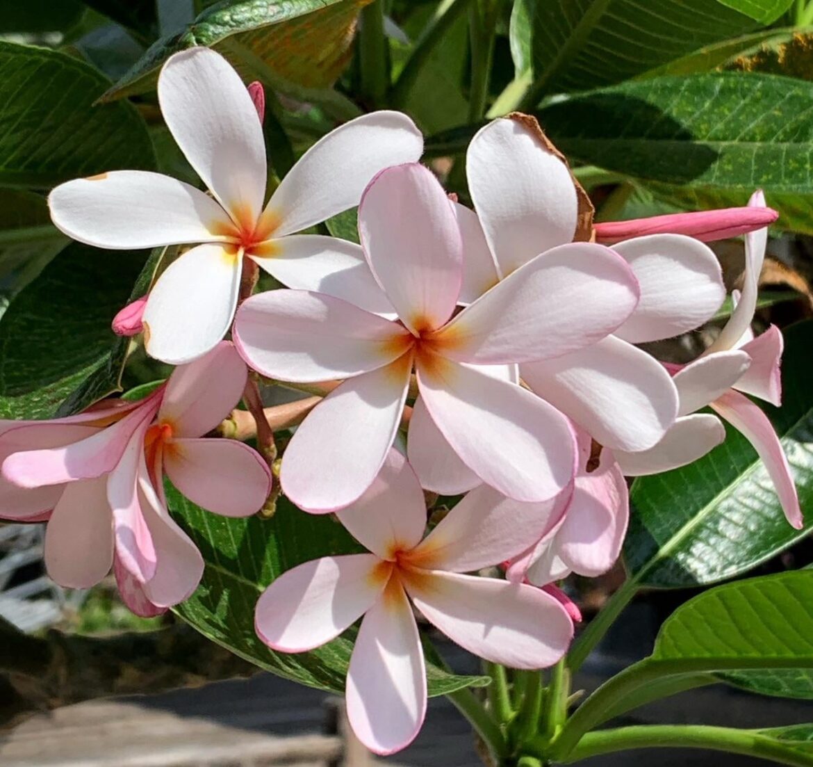 Frangipanis