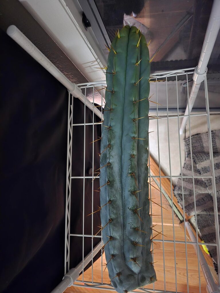 18" in 4 months on my Oceanside 02