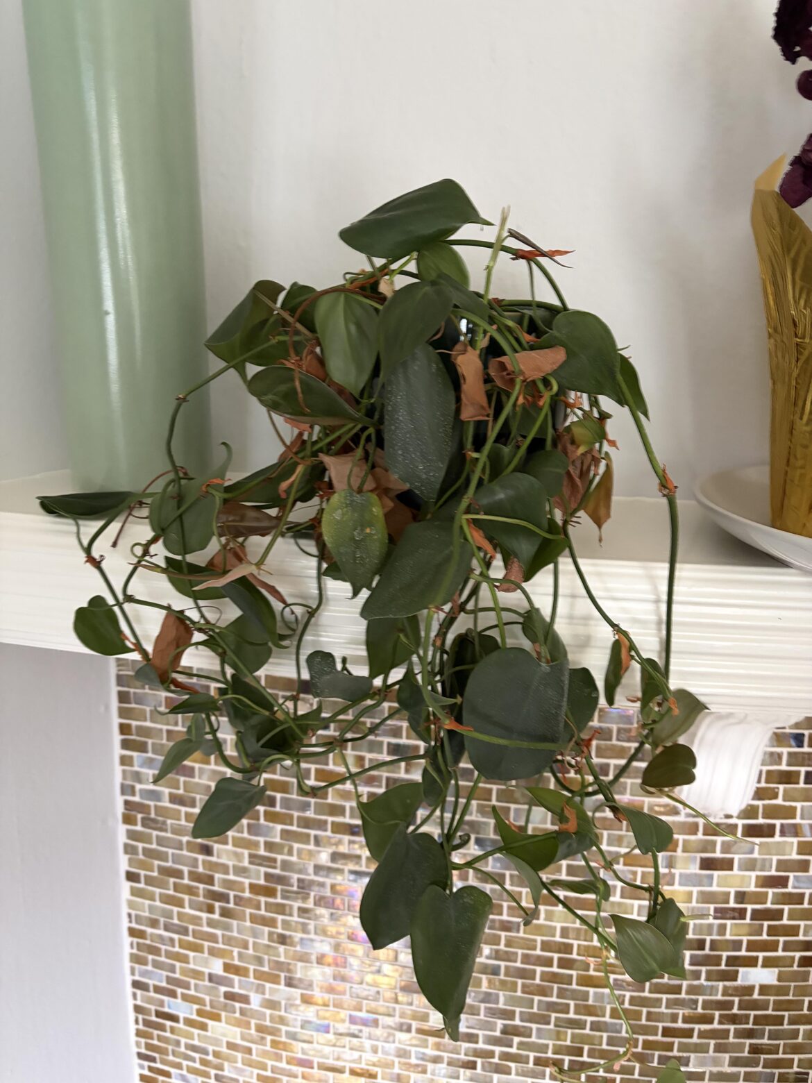 Is this a philodendron? Is this a philodendron?