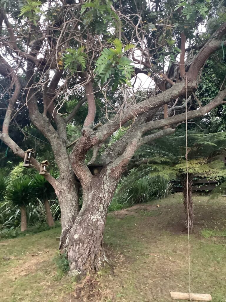 My garden Auckland NZ. Help a confused new first home owner out :-)