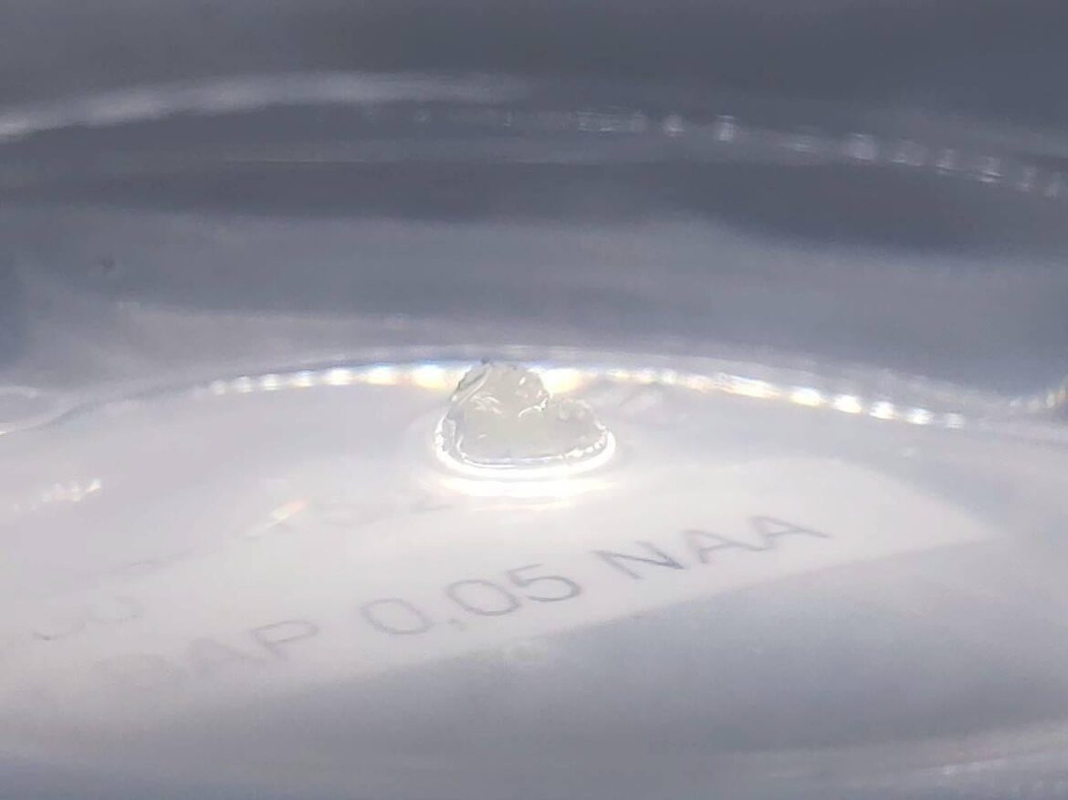 burgeri producing callus in vitro. Promising