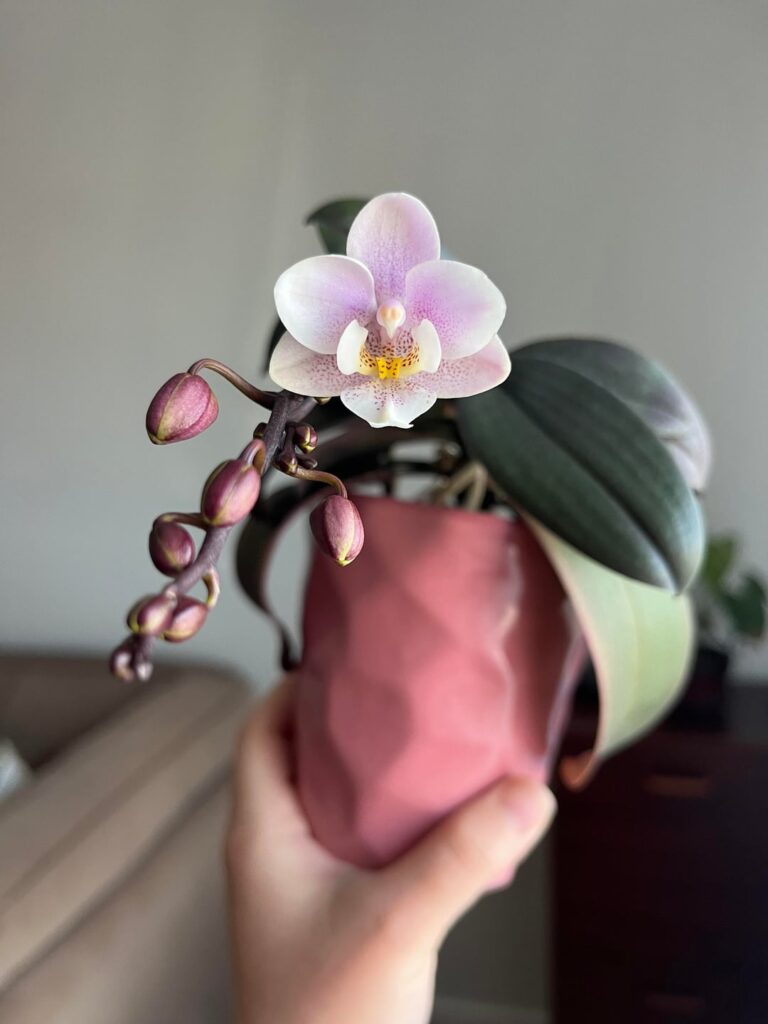 First flower opened on this mini phal rebloom with many more to go!