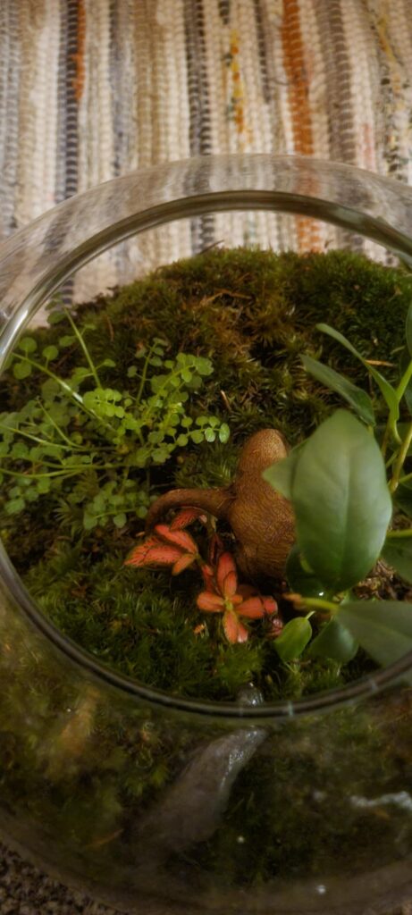 Help! My moss is slowly turning brown Help! My moss is slowly turning brown