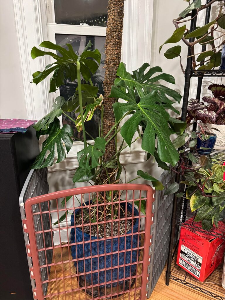 Monstera Spots