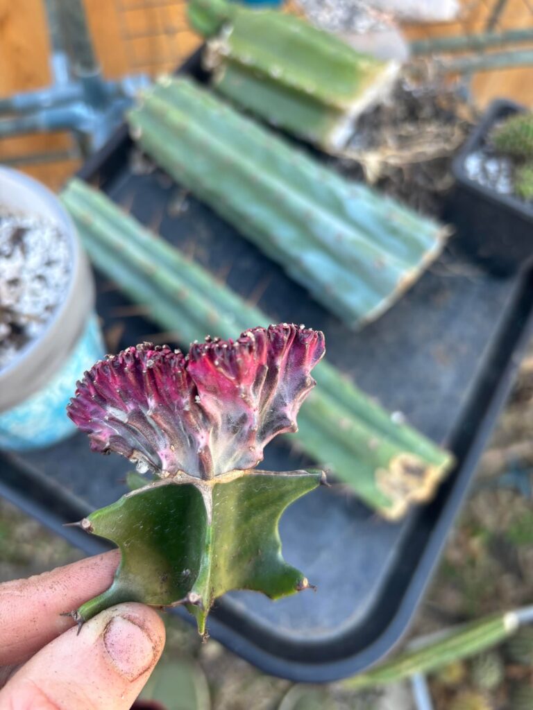 Can these be grafted to Trichocerus