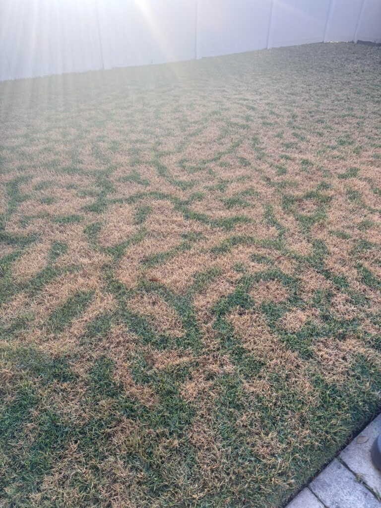 Weird pattern in zoysia grass