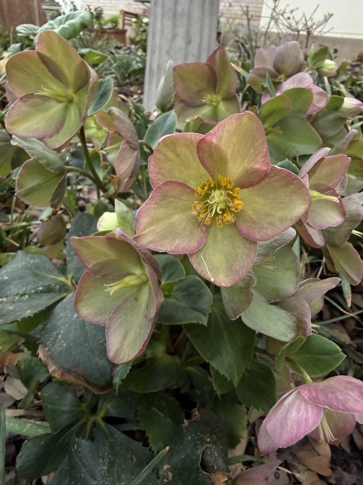 Hellebores