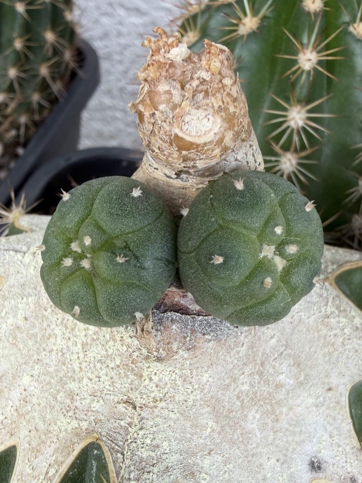 You lookin’ at my butt?