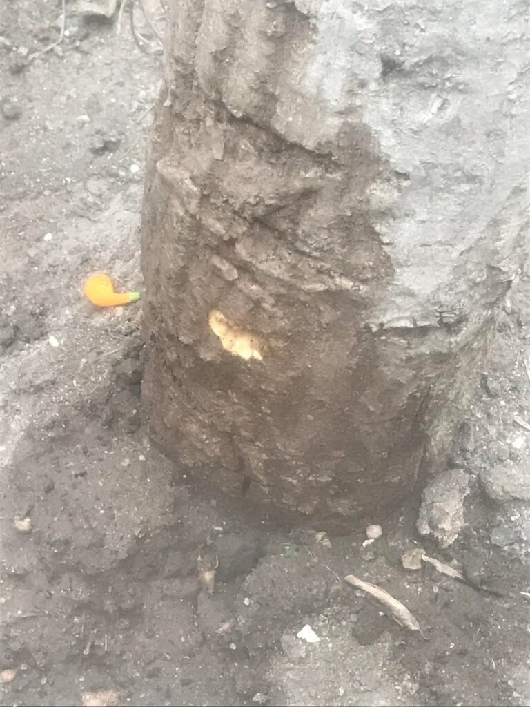 While archer training, i accidentally punctured the base of our mango tree and i feel horrible. how bad is it?