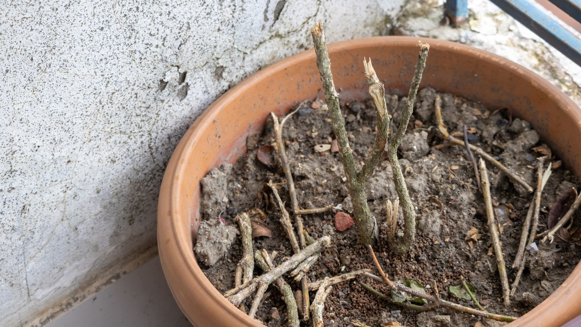 picture of dead-looking plant in pot