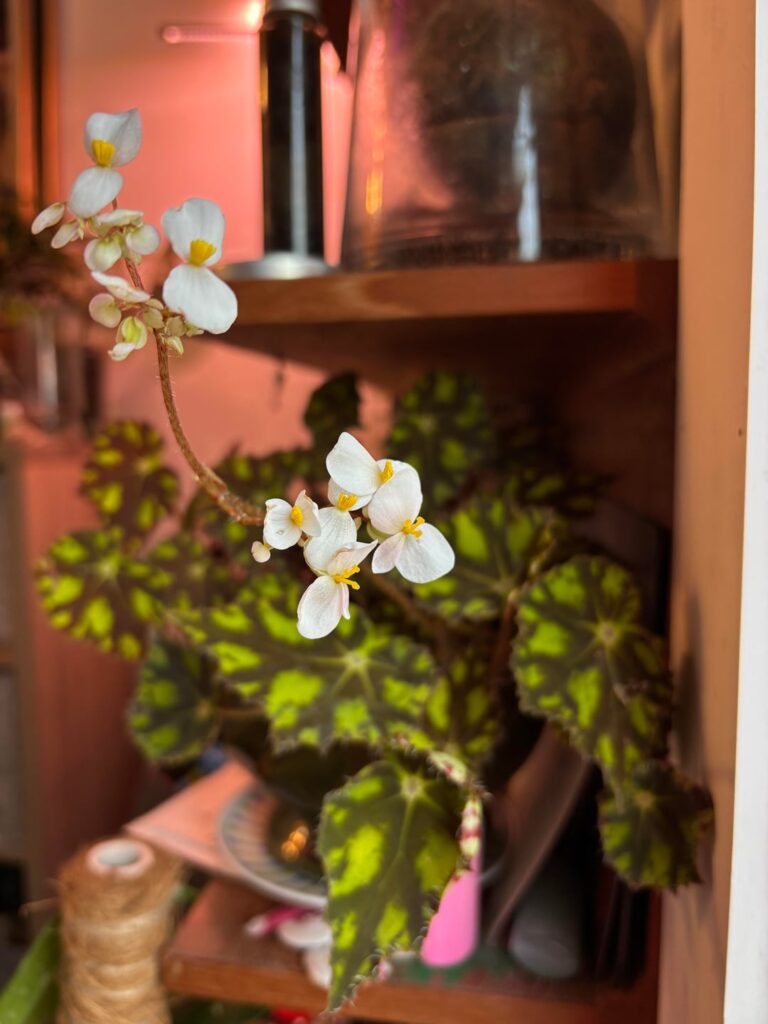 I found blooms today! Hooray!