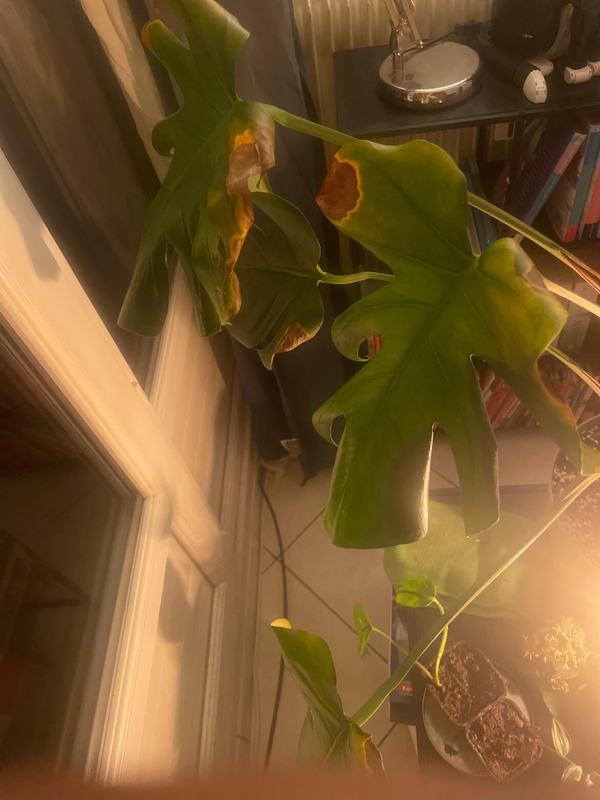 what’s wrong with my monstera deliciosa ? what's wrong with my monstera deliciosa ?