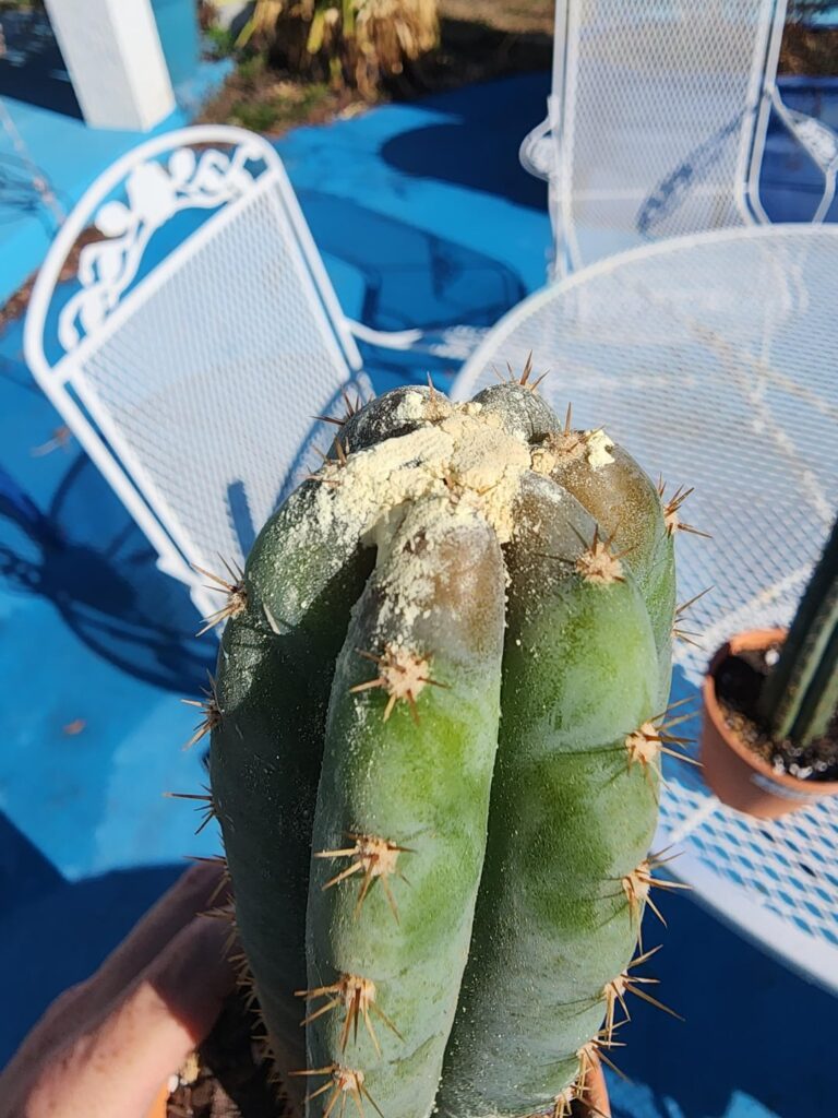 Should I cut the tip