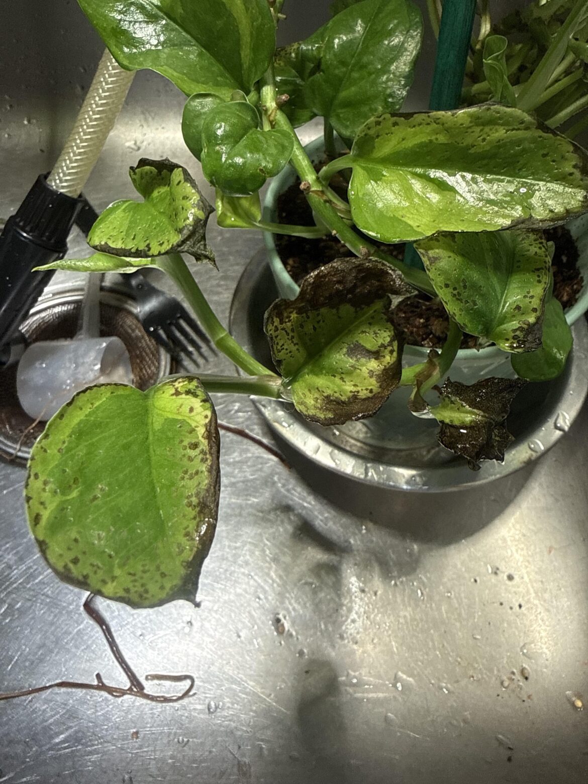 Is this cold damage, a disease or what?