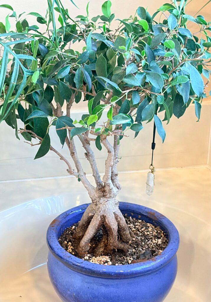 I posted a mature, ficus bonsai tree article, but I forgot to add my pictures so here are the pictures to my article