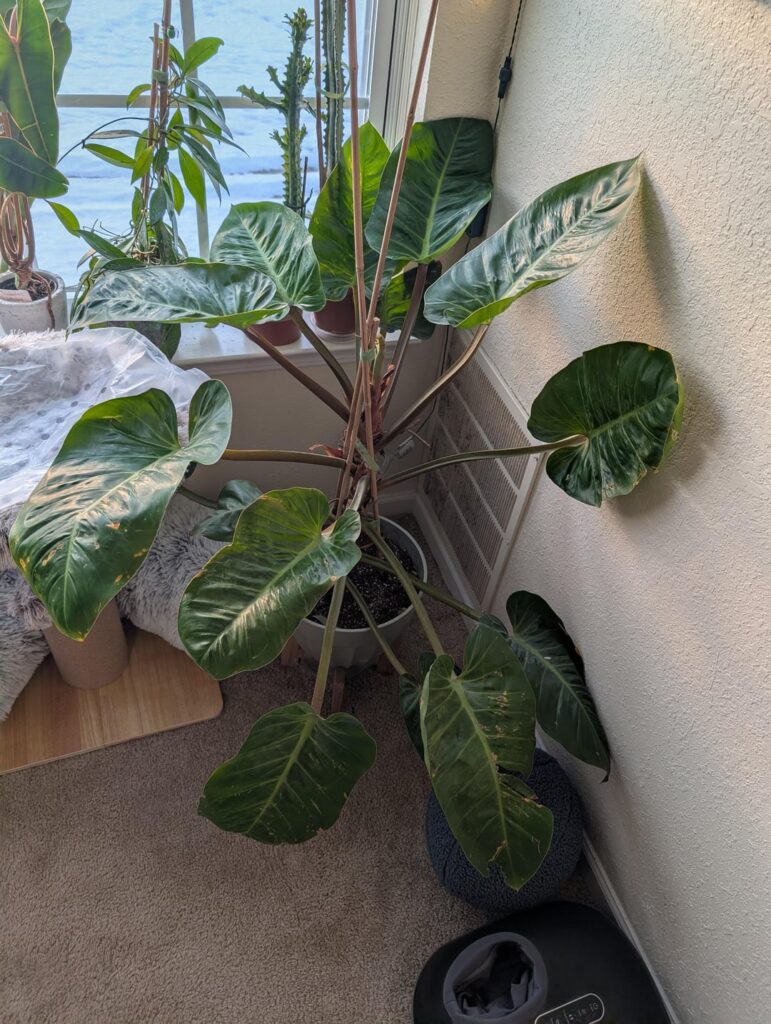 Philodendron ID Help for this big girl