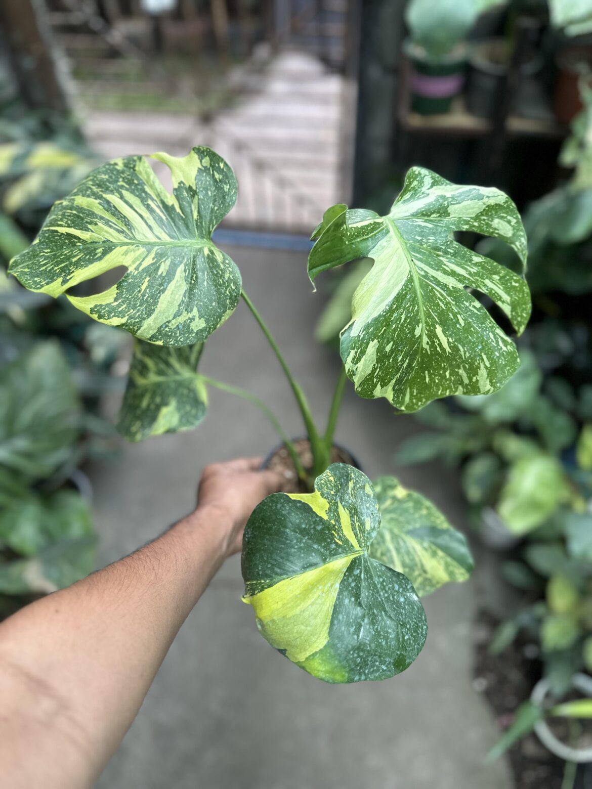 My newest Monstera