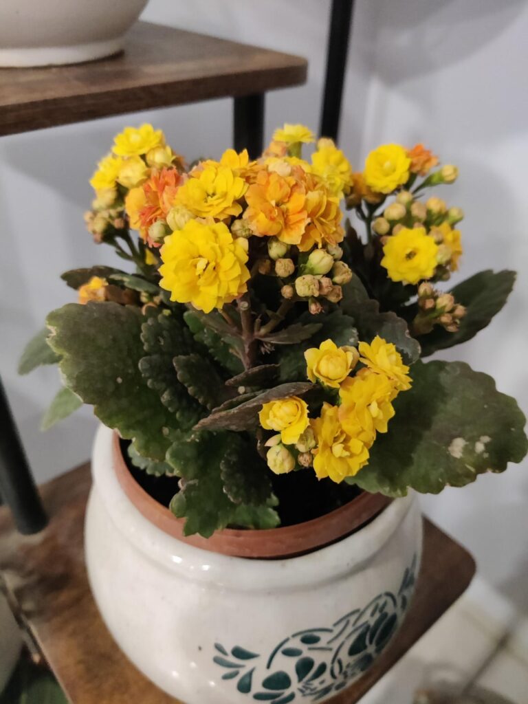 My new kalanchoe collection 😍