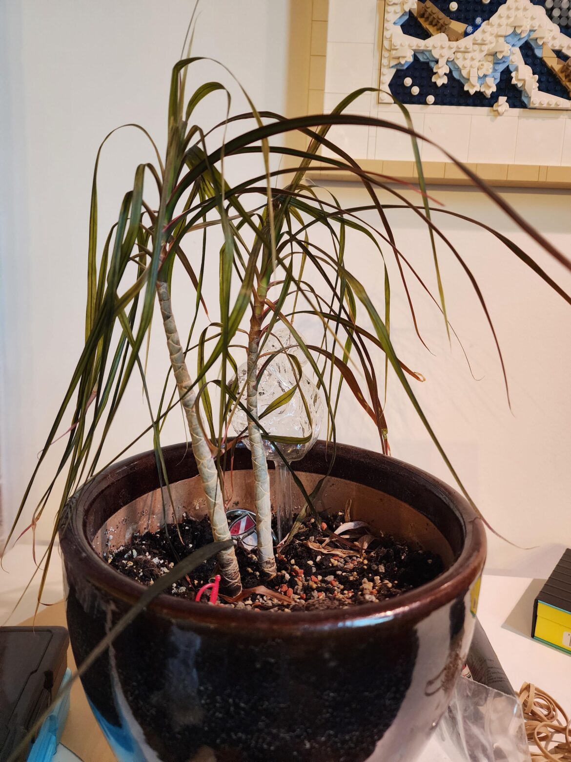 Does anyone have any idea what is wrong with my dracaena?