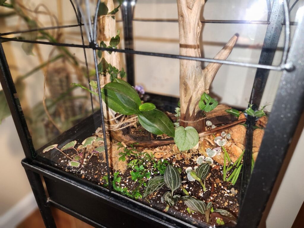 Finally got around to my wardians case