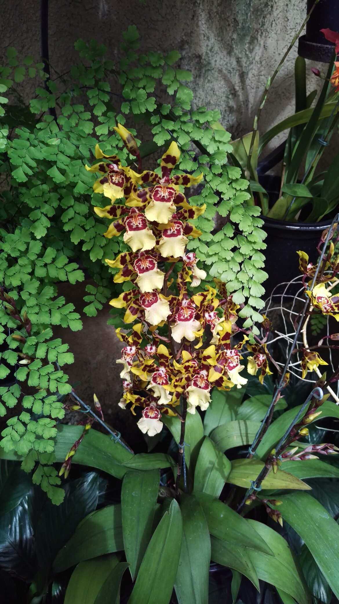 Another orchid from Longwood Gardens
