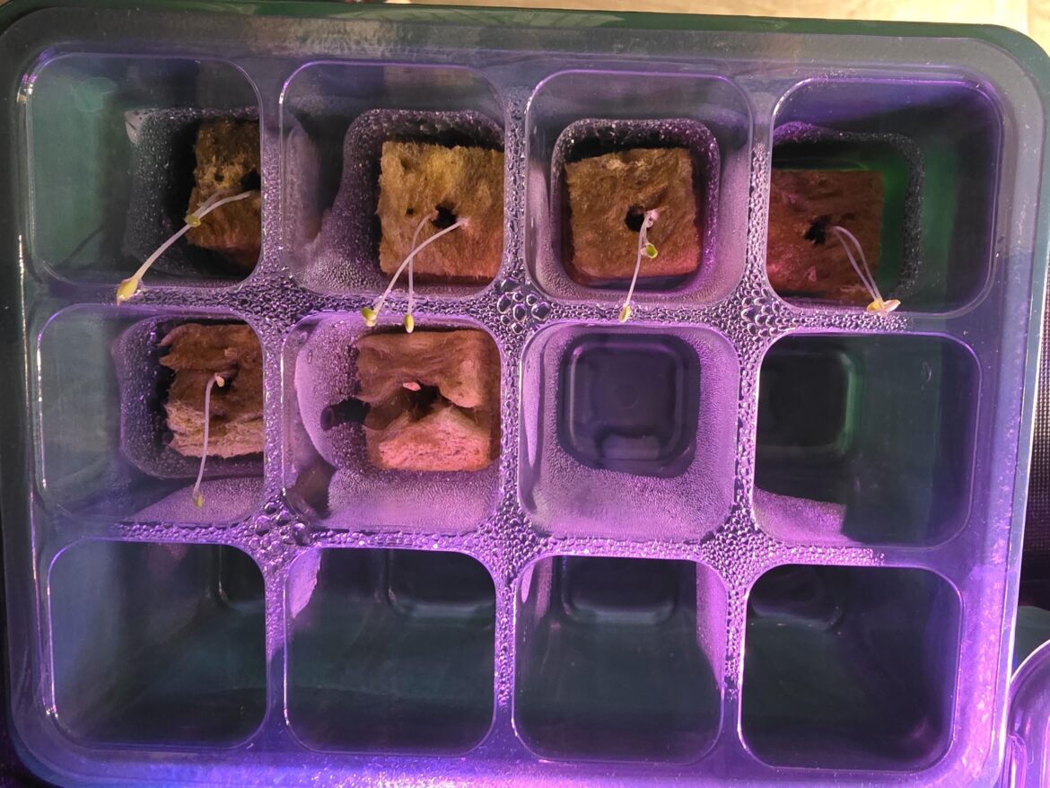 My baby iceberg lettuce