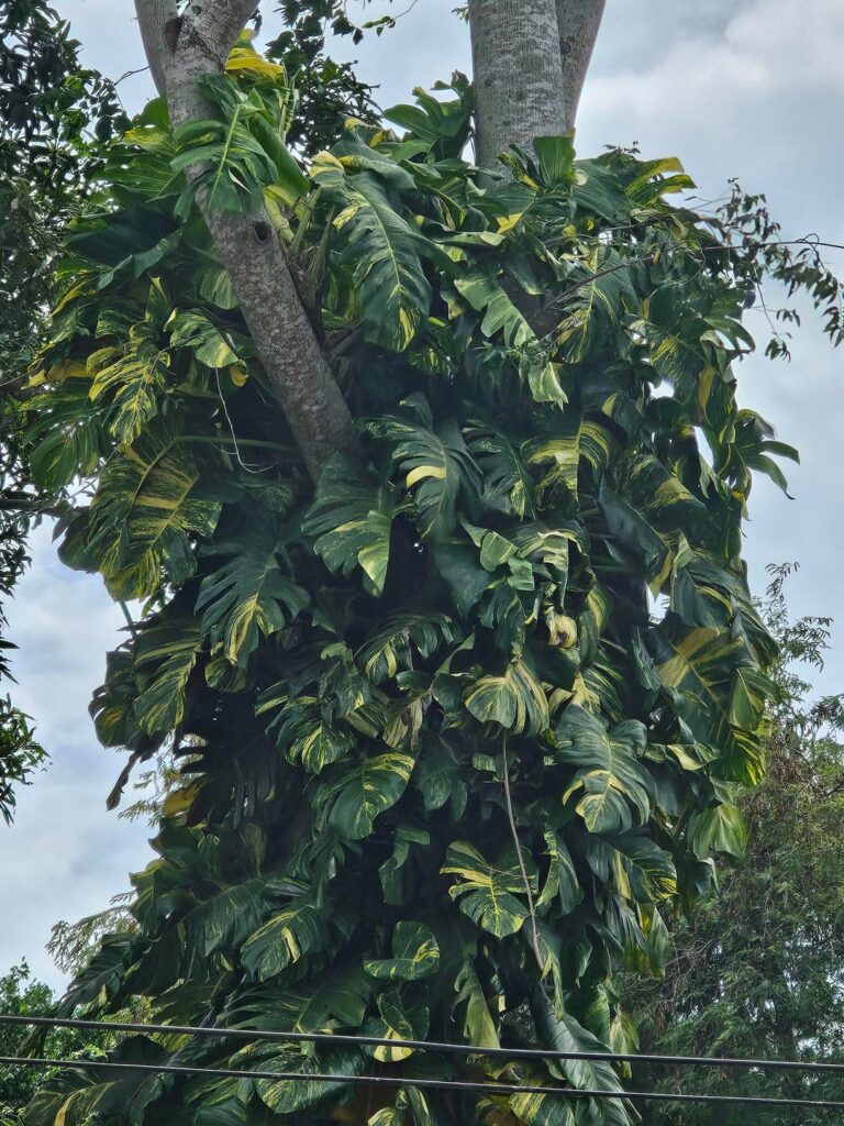 Got a free cutting of this monster