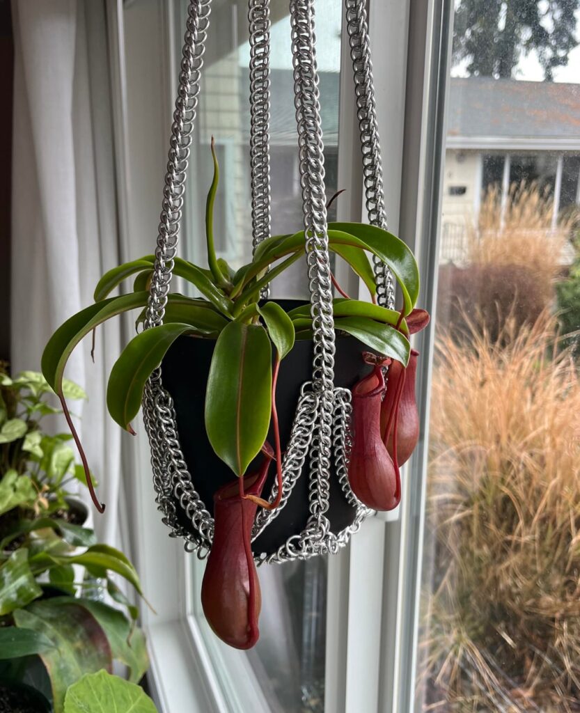 chainmail hanging basket ft. Nepenthes ventrata chainmail hanging basket ft. Nepenthes ventrata