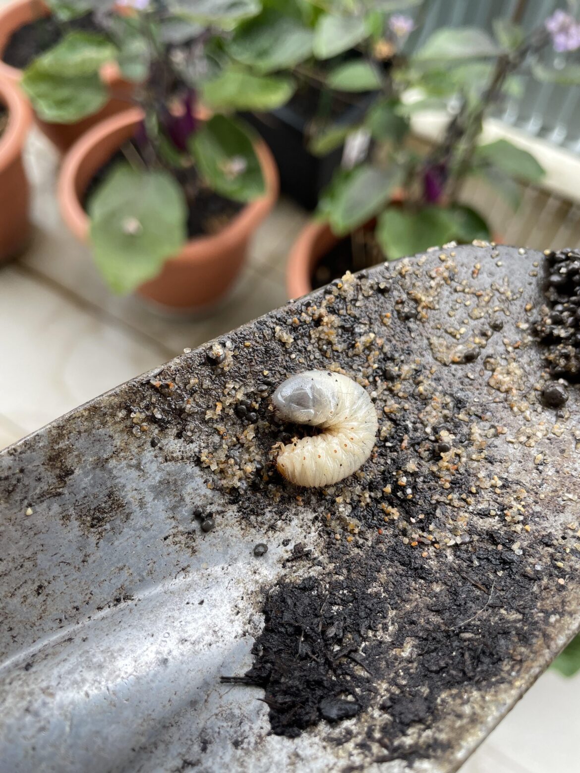 What sort of pest is this?