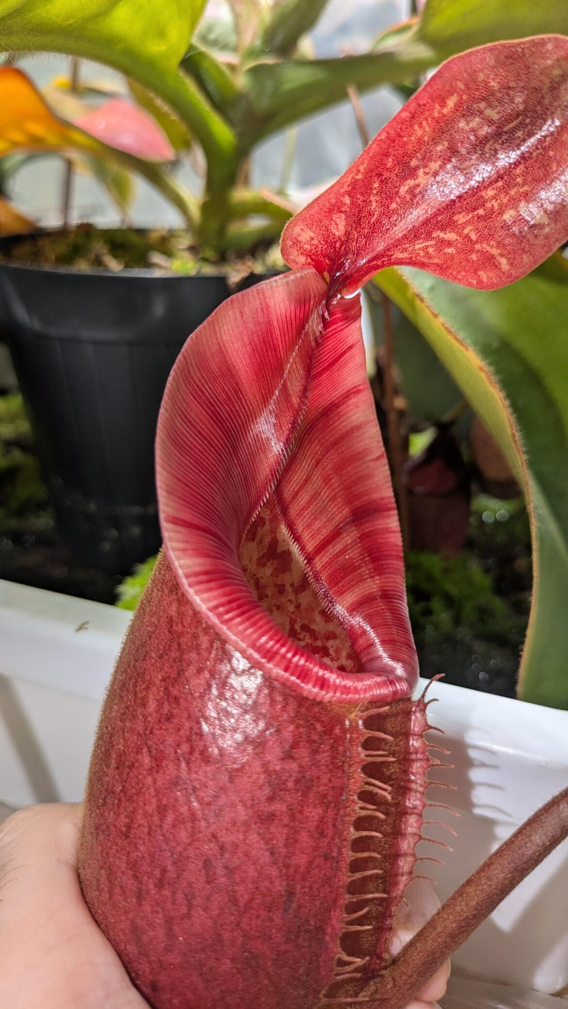 BE-4603. rajah x veitchii.