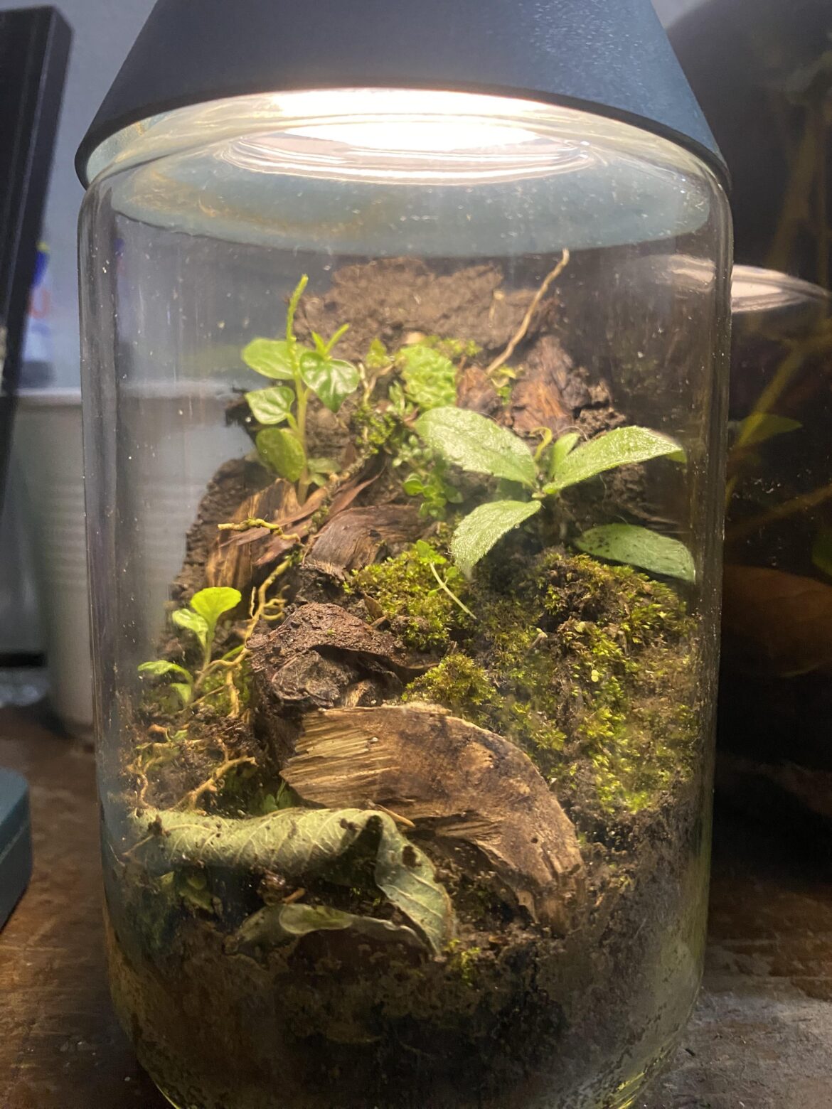 First terrarium in 8 years!!