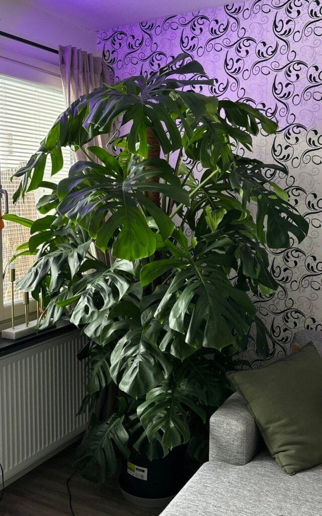 What’s happening to my monstera?!!